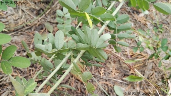 馬棘種子發(fā)芽出苗圖片