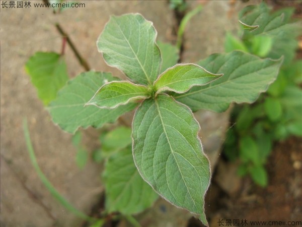 牛膝種子發(fā)芽出苗圖片