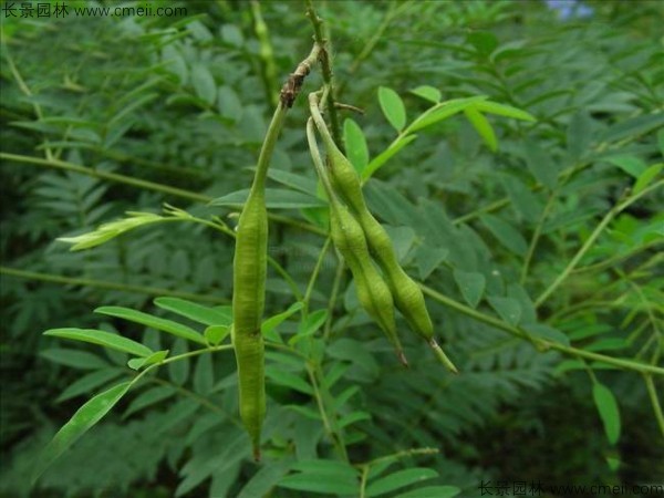 苦參種子發(fā)芽出苗圖片