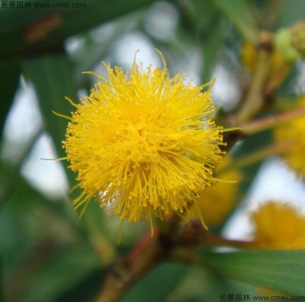 臺(tái)灣相思樹(shù)開(kāi)花圖片