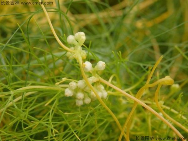 植物菟絲子圖片