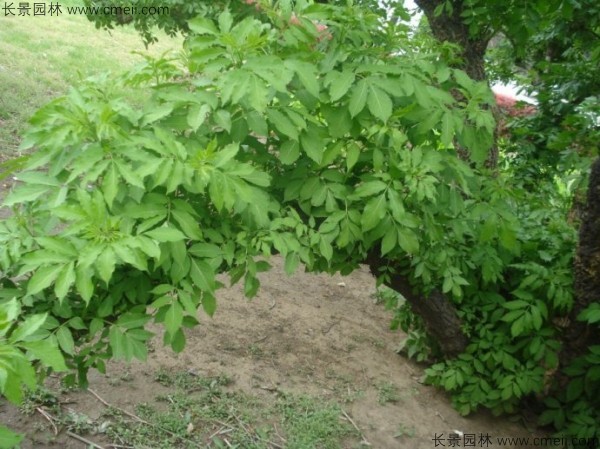 接骨木種子發(fā)芽出苗圖片