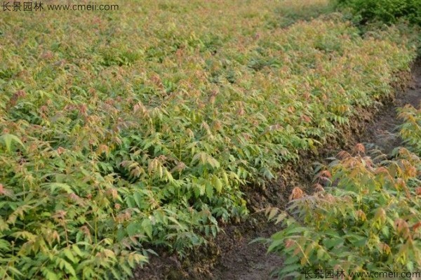 黃山欒樹種子發(fā)芽出苗圖片