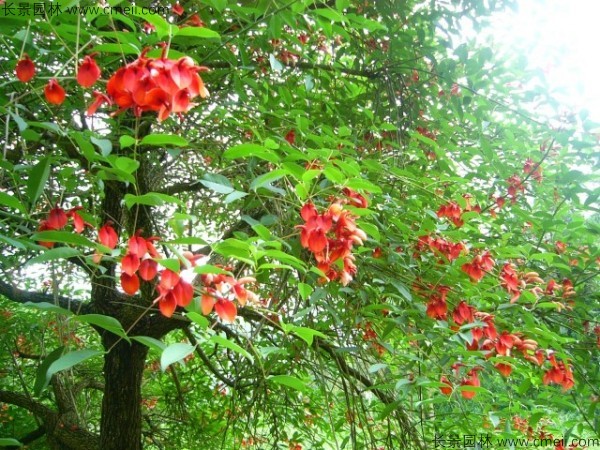 雞冠刺桐種子發(fā)芽出苗開花圖片