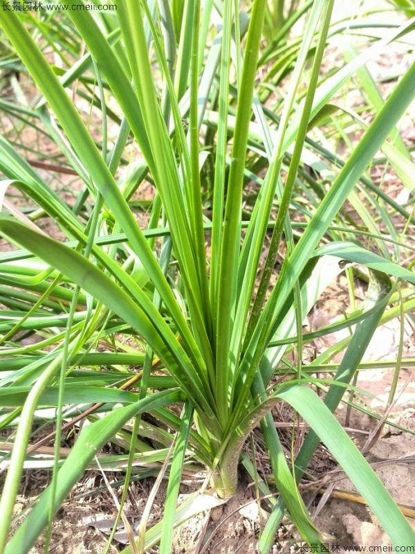 知母種子發(fā)芽出苗圖片