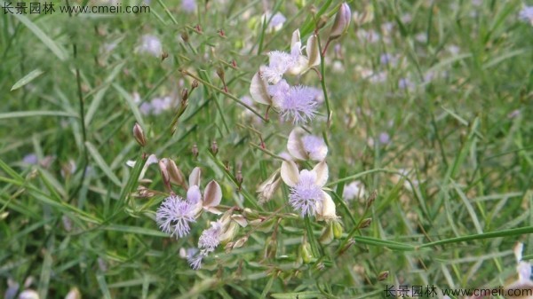 遠(yuǎn)志種子發(fā)芽出苗開花圖片