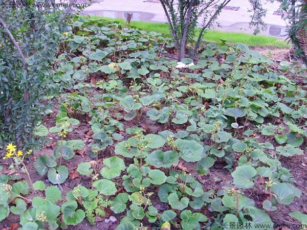 大吳風(fēng)草種子發(fā)芽出苗開(kāi)花圖片