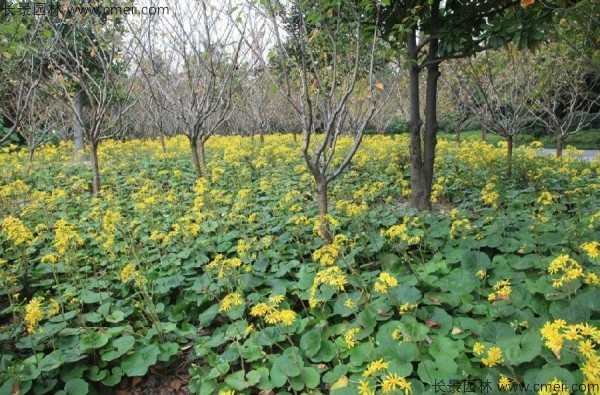 大吳風(fēng)草種子發(fā)芽出苗開(kāi)花圖片