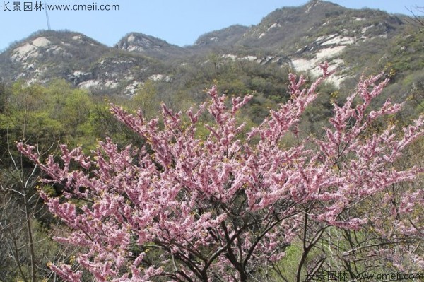 巨紫荊種子發(fā)芽出苗開(kāi)花圖片