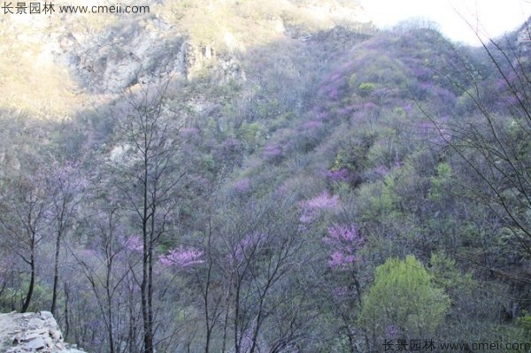 巨紫荊種子發(fā)芽出苗開(kāi)花圖片