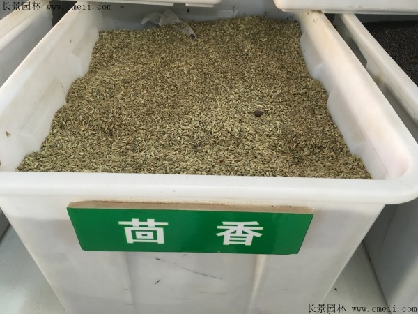 茴香種子圖片