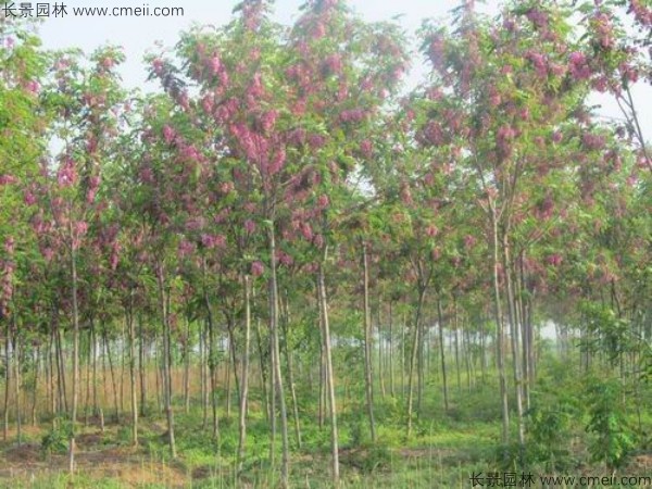 紅花槐種子發(fā)芽出苗開花圖片