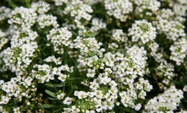 香雪球種子發(fā)芽出苗開(kāi)花圖片