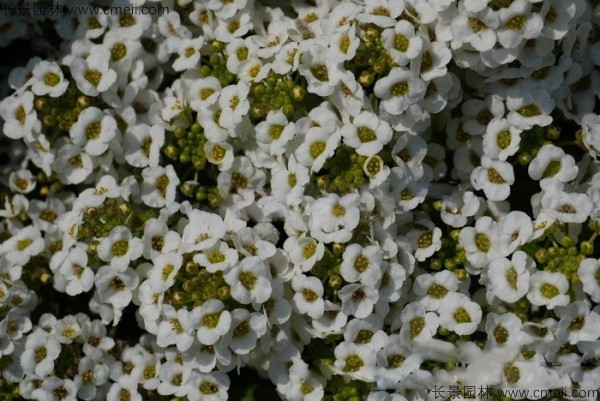 香雪球種子發(fā)芽出苗開(kāi)花圖片