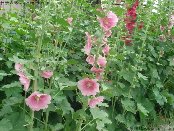 錦葵種子發(fā)芽出苗開(kāi)花圖片