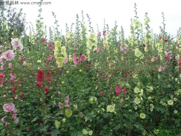 錦葵種子發(fā)芽出苗開(kāi)花圖片