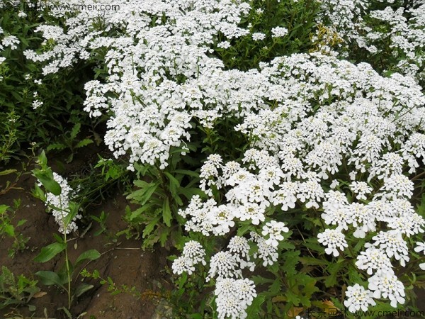 蜂室花種子發(fā)芽出苗開花圖片