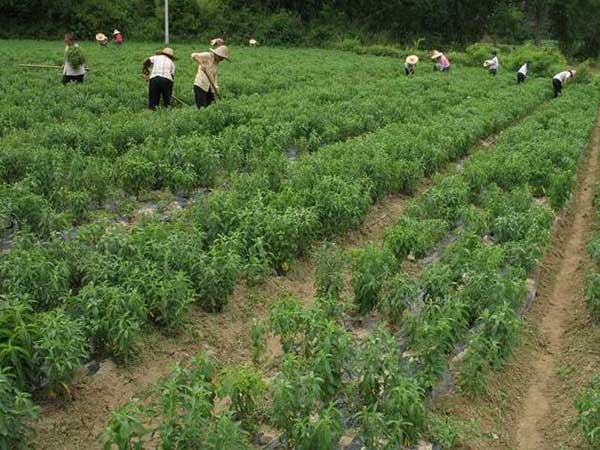 甜葉菊種子發(fā)芽出苗圖片