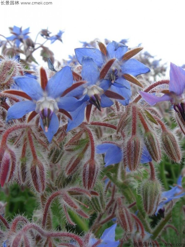 琉璃苣種子發(fā)芽出苗開花圖片