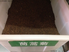 「茼蒿菊種子」最新茼蒿菊種子_價(jià)格_圖片_種植