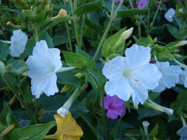 紫茉莉種子發(fā)芽出苗開(kāi)花圖片