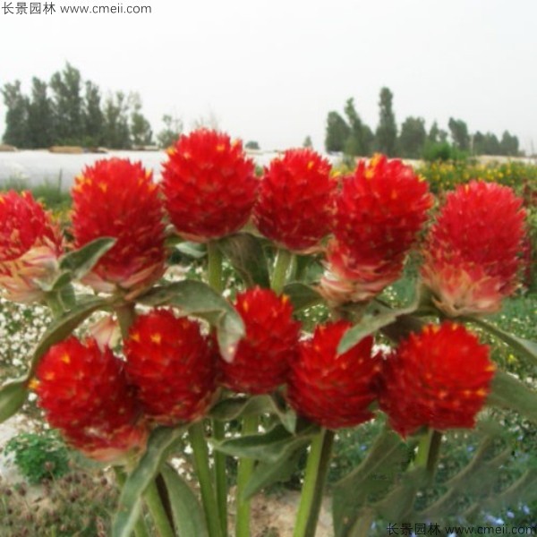 千日紅種子發(fā)芽出苗開(kāi)花圖片