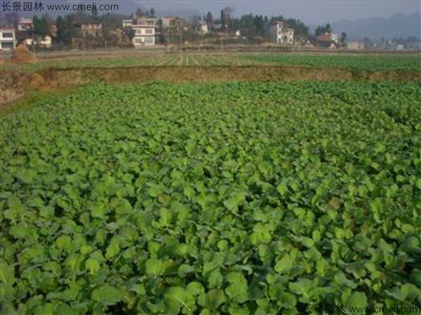 油菜籽種子發(fā)芽出苗圖片