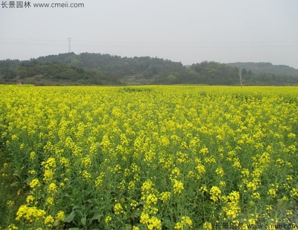 黃色花海油菜花田景觀(guān)鄉(xiāng)村旅游