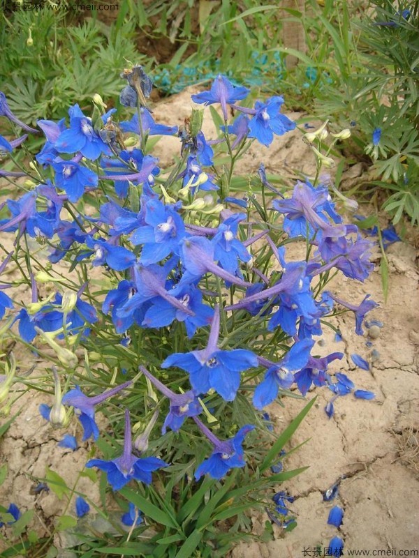 千鳥草種子發(fā)芽出苗開花圖片