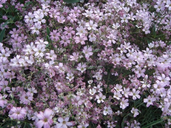 霞草種子發(fā)芽出苗開(kāi)花圖片