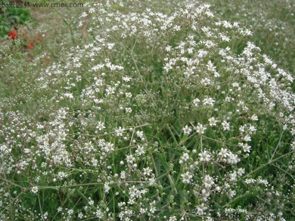 霞草種子發(fā)芽出苗開(kāi)花圖片