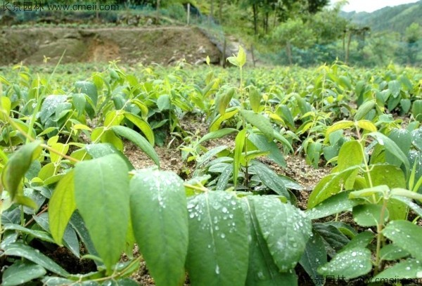 金銀花種子發(fā)芽出苗圖片