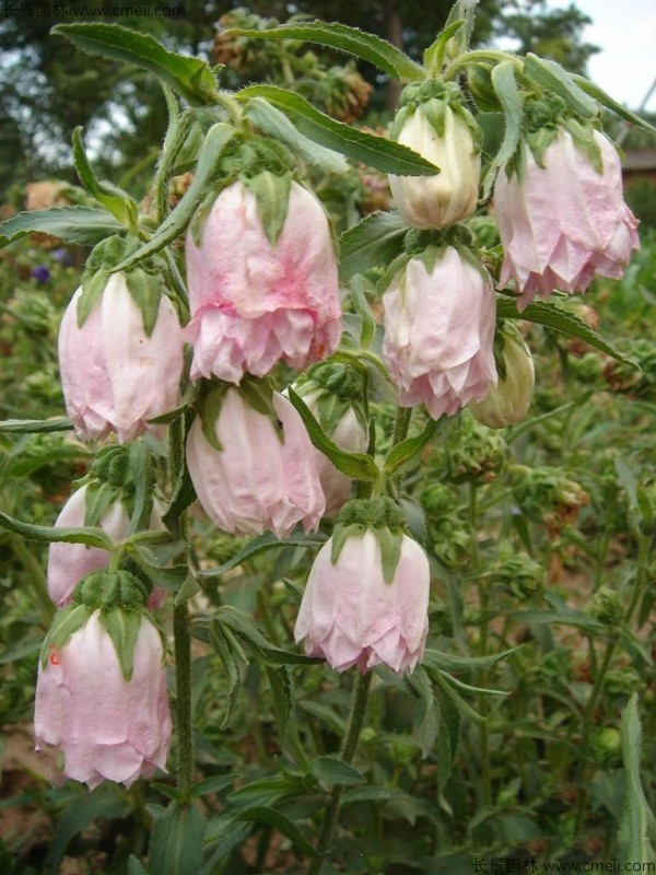 風(fēng)鈴花種子發(fā)芽出苗開花圖片