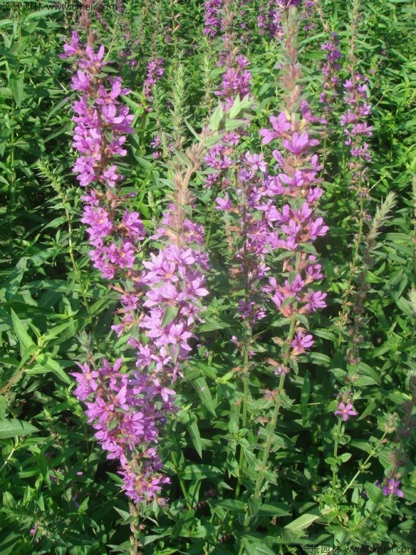 千屈菜種子發(fā)芽出苗開花圖片