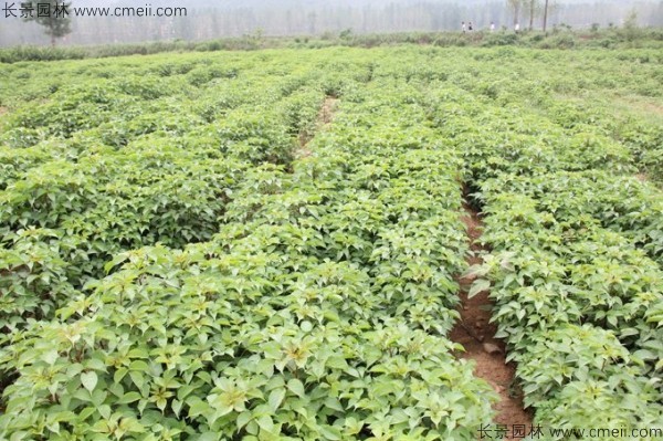 重陽(yáng)木種子發(fā)芽出苗圖片