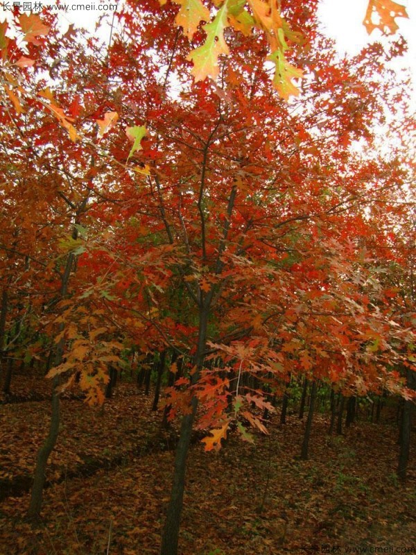 櫟樹種子發(fā)芽出苗圖片