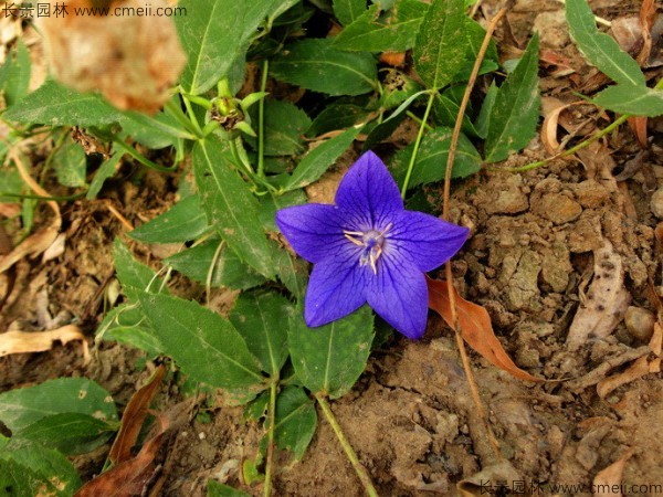 鈴鐺花種子發(fā)芽出苗開花圖片