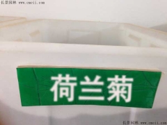 「荷蘭菊種子」最新荷蘭菊種子_價(jià)格_圖片_種植