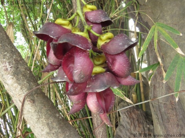 雞血藤種子發(fā)芽出苗開花圖片