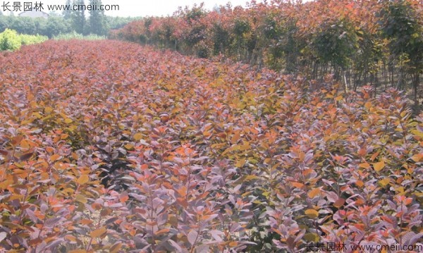 紅櫨種子發(fā)芽出苗圖片