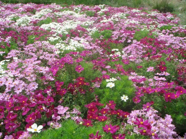 格桑花種子發(fā)芽出苗開花圖片