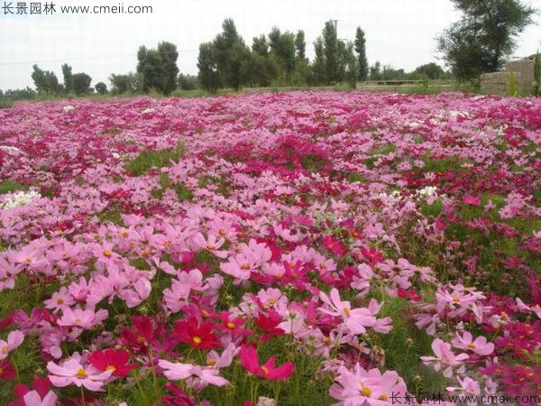 格桑花種子發(fā)芽出苗開花圖片