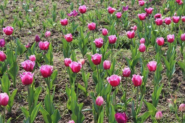 郁金香開花圖片