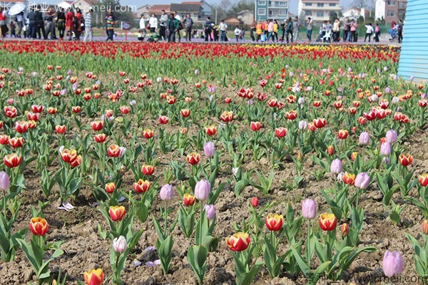 郁金香開花圖片