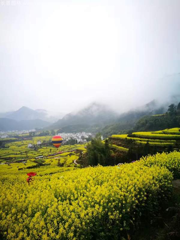 黃色花海油菜花田景觀鄉(xiāng)村旅游