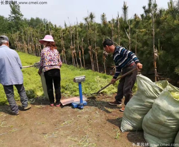 佛甲草起苗挖苗現(xiàn)場實(shí)拍圖片