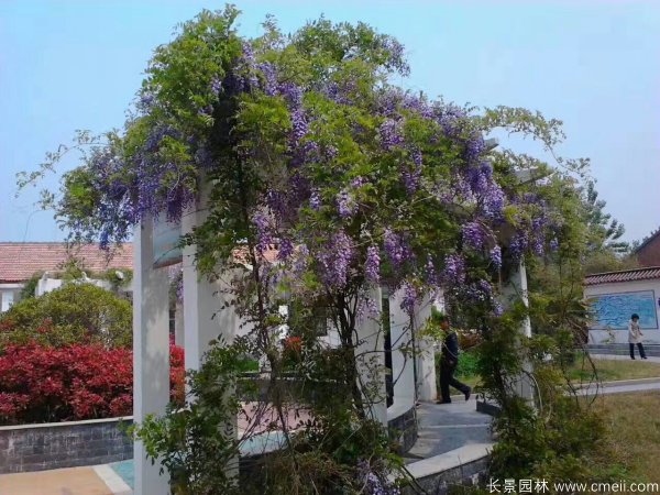 紫藤長廊實(shí)景圖片