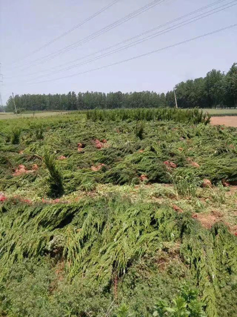 高桿大龍柏樹(shù)