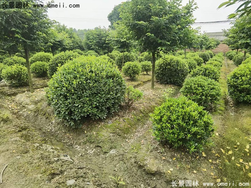 海桐球苗圃批發(fā)種植基地長景園林