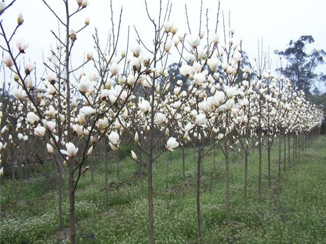 沭陽(yáng)長(zhǎng)景園林白玉蘭種植基地實(shí)拍圖片